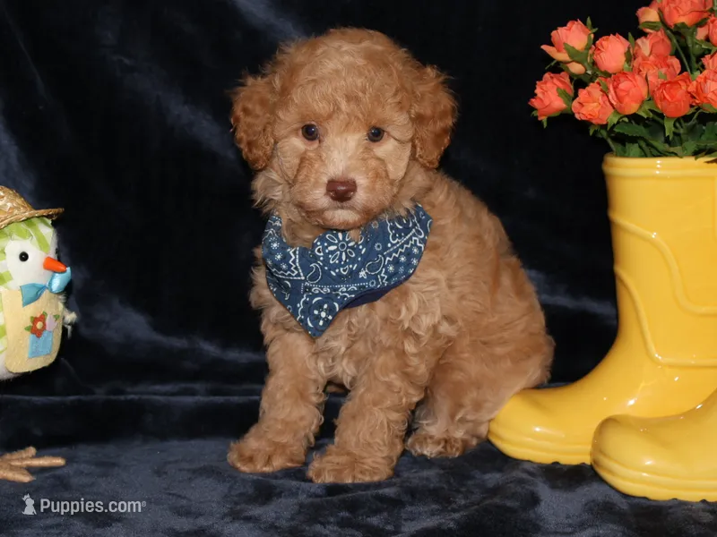 little Teddy – Poodle - Toy  puppy for sale in Girard, KS