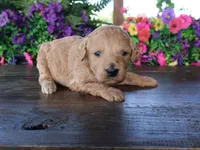 Trooper, a male Miniature Goldendoodle for sale in Girard, KS – 2 of 3