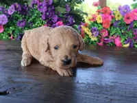 Trooper, a male Miniature Goldendoodle for sale in Girard, KS – 3 of 3