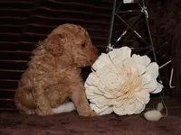 little Mikey, a male Poodle - Toy  for sale in Girard, KS – 5 of 6