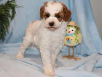 sammy, a male Miniature Goldendoodle for sale in Girard, KS – Photo 2 of 6