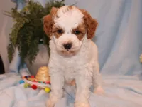 sammy, a male Miniature Goldendoodle for sale in Girard, KS – Photo 1 of 6