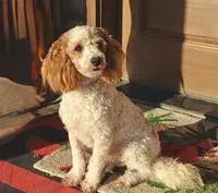 sammy, a male Miniature Goldendoodle for sale in Girard, KS – Photo 5 of 6