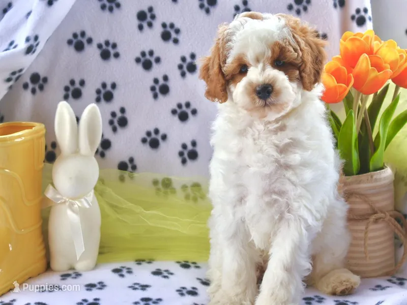 sammy – Miniature Goldendoodle puppy on hold in Girard, KS