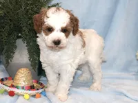 sammy, a male Miniature Goldendoodle for sale in Girard, KS – Photo 3 of 6