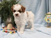 sammy, a male Miniature Goldendoodle for sale in Girard, KS – Photo 4 of 6