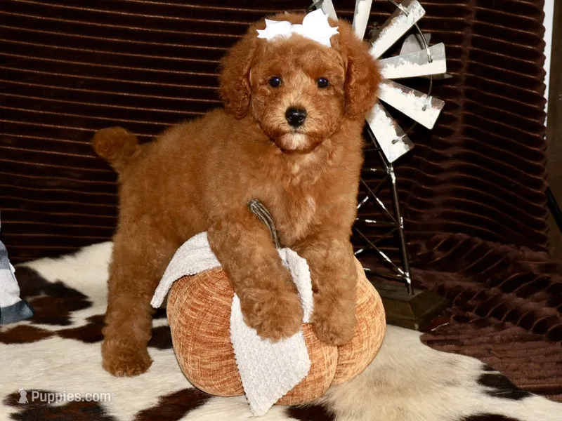 Little Missy – Miniature Goldendoodle puppy for sale in Girard, KS