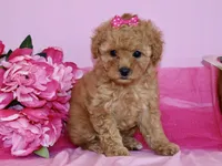 Sofie, a female Poodle - Toy  for sale in Girard, KS – 4 of 6