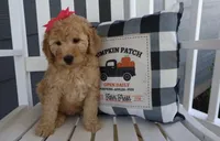 Summer, a female Miniature Goldendoodle for sale in Girard, KS – Photo 2 of 5
