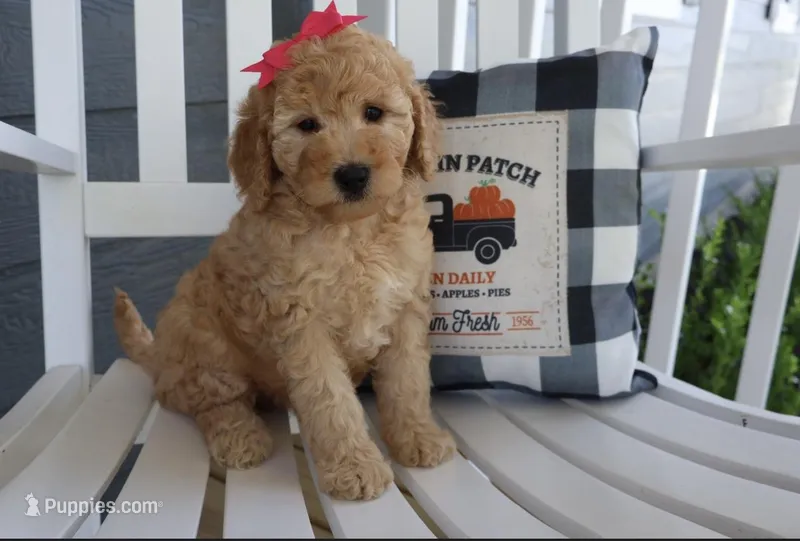 Summer, a female Miniature Goldendoodle for sale in Girard, KS – Photo 1 of 5