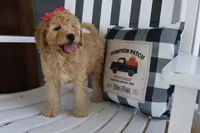 Summer, a female Miniature Goldendoodle for sale in Girard, KS – Photo 5 of 5