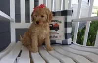 Summer, a female Miniature Goldendoodle for sale in Girard, KS – Photo 4 of 5