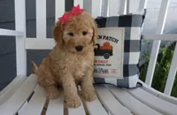 Summer, a female Miniature Goldendoodle for sale in Girard, KS – Photo 3 of 5