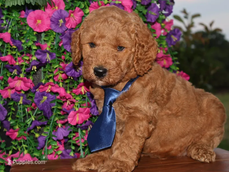 Jack – Miniature Goldendoodle puppy for sale in Girard, KS