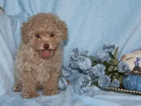 Little Stuey, a male Poodle - Toy  for sale in Girard, KS – 5 of 5