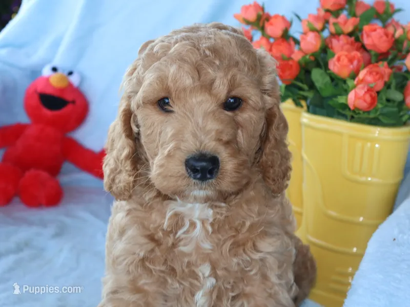 Sweet Harper – Miniature Goldendoodle puppy for sale in Girard, KS
