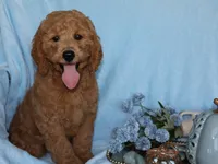 Henry, a male Miniature Goldendoodle for sale in Girard, KS – 2 of 6