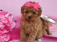 Marlee, a female Poodle - Toy  for sale in Girard, KS – 4 of 4