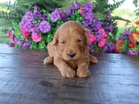 Jaxson, a male Miniature Goldendoodle for sale in Girard, KS – 2 of 2