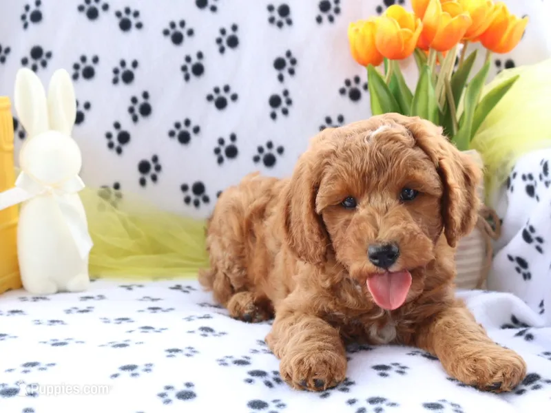 Leo – Miniature Goldendoodle puppy for sale in Girard, KS