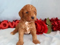 Leo, a male Miniature Goldendoodle for sale in Girard, KS – Photo 1 of 3