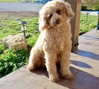 Leo, a male Miniature Goldendoodle for sale in Girard, KS – Photo 3 of 3