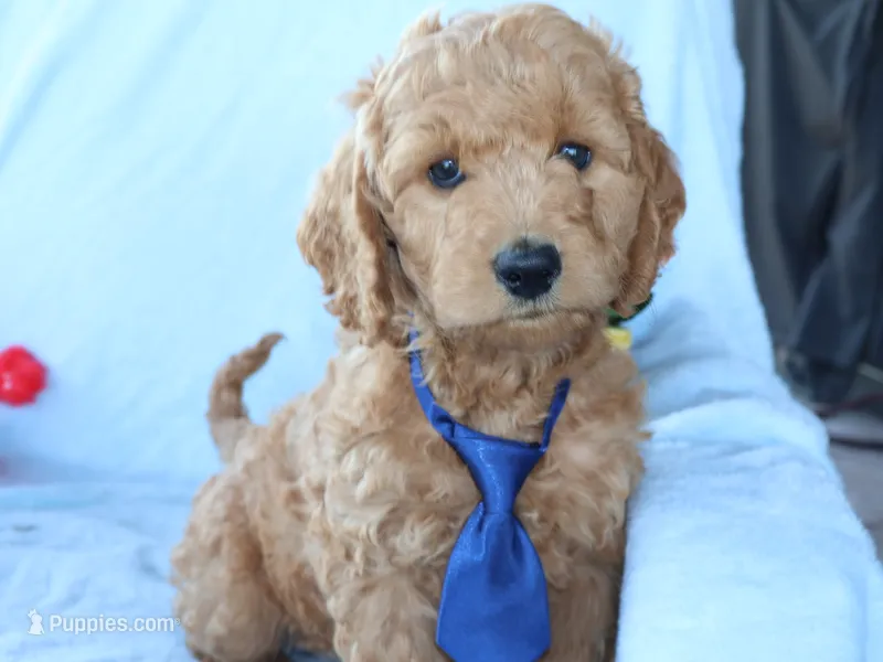 Henry – Miniature Goldendoodle puppy for sale in Girard, KS