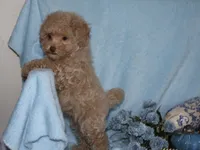 Little Stuey, a male Poodle - Toy  for sale in Girard, KS – 3 of 5