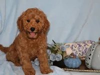 Ollie, a male Miniature Goldendoodle for sale in Girard, KS – 3 of 5