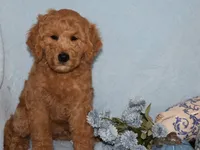 Billy boy, a male Miniature Goldendoodle for sale in Girard, KS – 3 of 6
