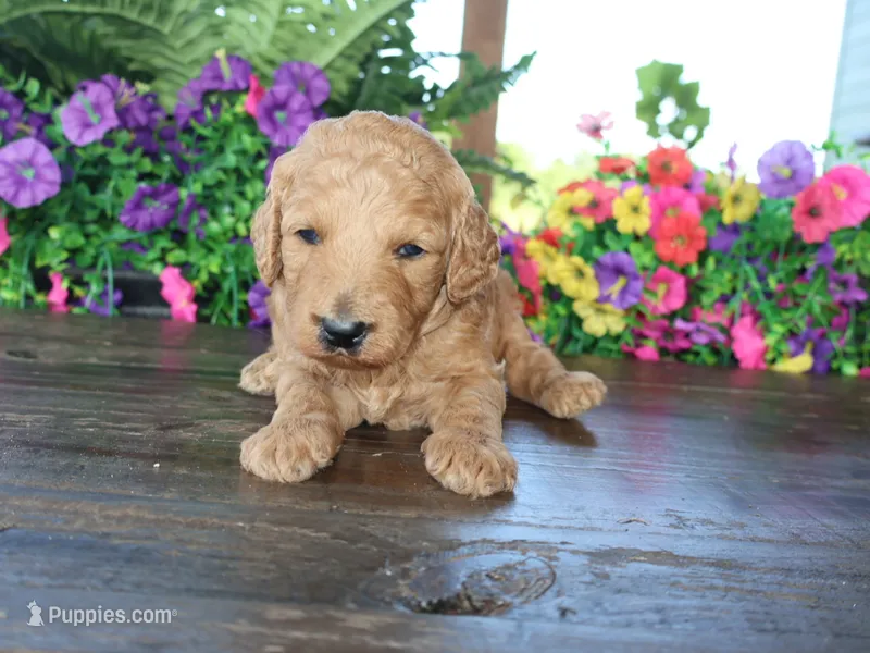 Billy boy – Miniature Goldendoodle puppy for sale in Girard, KS