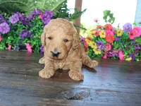 Billy boy, a male Miniature Goldendoodle for sale in Girard, KS – 1 of 3