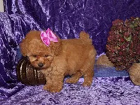 Dollie, a female Poodle - Toy  for sale in Girard, KS – 5 of 5