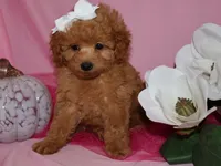 Lollie, a female Poodle - Toy  for sale in Girard, KS – 4 of 5