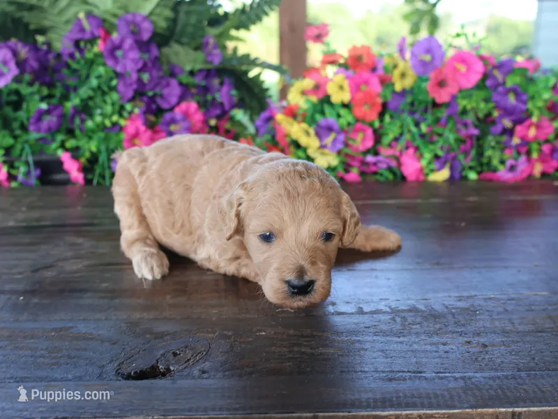 Trooper – Miniature Goldendoodle puppy for sale in Girard, KS