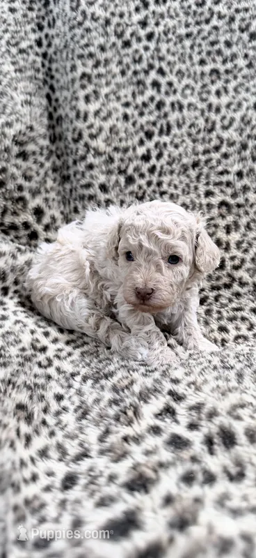 Little Stuey – Poodle - Toy  puppy for sale in Girard, KS