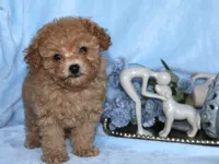 Sammy, a male Poodle - Toy  for sale in Girard, KS – 2 of 4