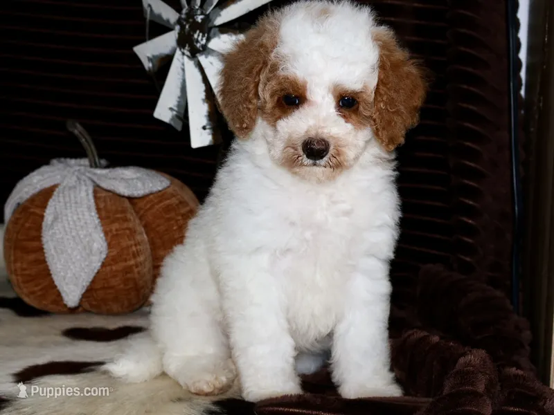 Rooster – Miniature Goldendoodle puppy for sale in Girard, KS