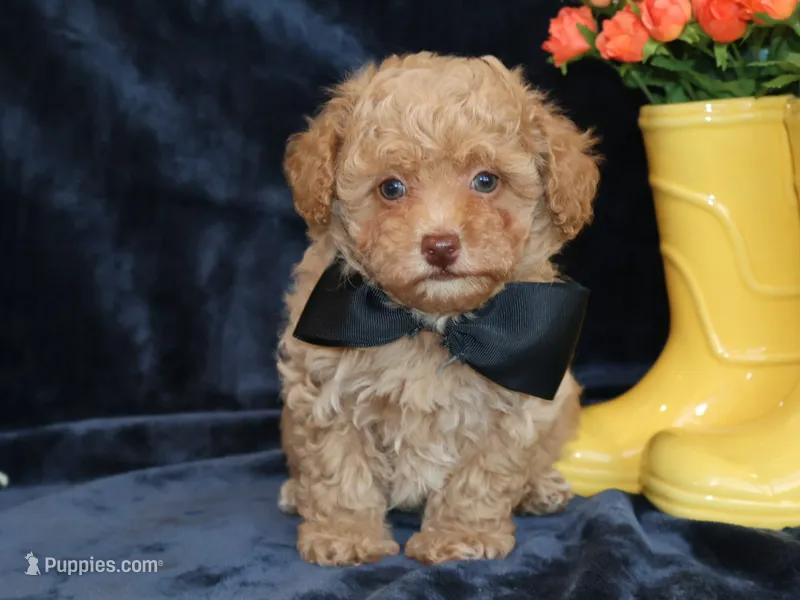 little Tommy – Poodle - Toy  puppy for sale in Girard, KS