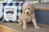 Sofie, a female Miniature Goldendoodle for sale in Girard, KS – Photo 3 of 4