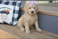 Sofie, a female Miniature Goldendoodle for sale in Girard, KS – Photo 2 of 4