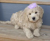 Sofie, a female Miniature Goldendoodle for sale in Girard, KS – Photo 1 of 4