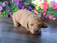 Billy boy, a male Miniature Goldendoodle for sale in Girard, KS – 3 of 3