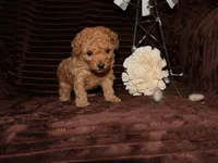 little Mikey, a male Poodle - Toy  for sale in Girard, KS – 6 of 6
