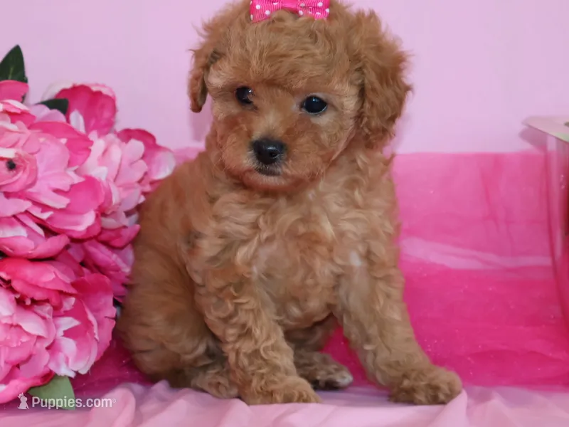Sofie – Poodle - Toy  puppy for sale in Girard, KS