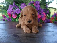 Jaxson, a male Miniature Goldendoodle for sale in Girard, KS – 1 of 2