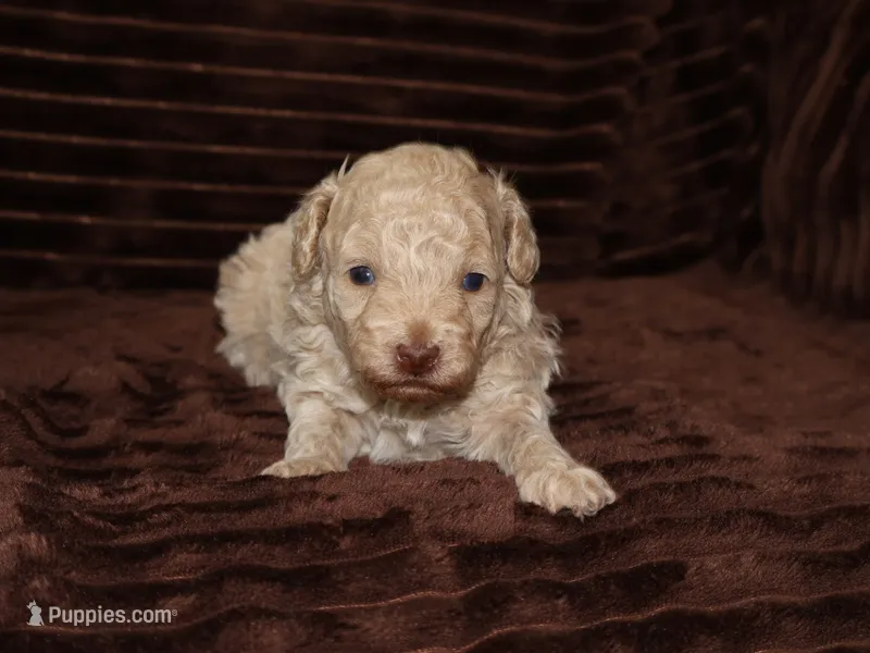 Little Stuey – Poodle - Toy  puppy for sale in Girard, KS