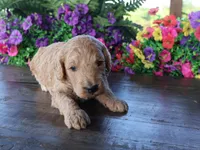 Henry, a male Miniature Goldendoodle for sale in Girard, KS – 4 of 4