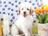 Brody, a male Miniature Goldendoodle for sale in Girard, KS – Photo 7 of 9