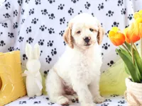 Brody, a male Miniature Goldendoodle for sale in Girard, KS – Photo 5 of 9